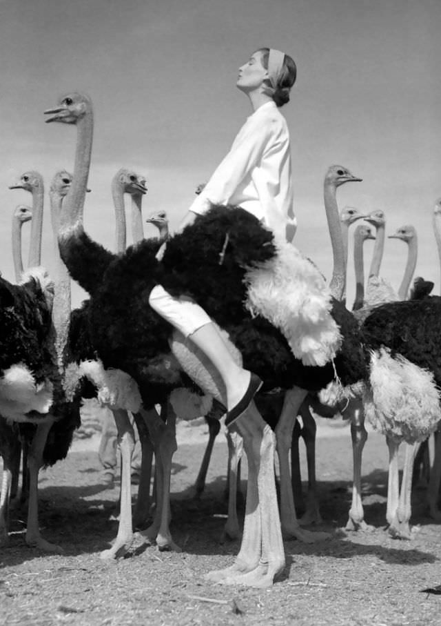 Wenda Parkinson And Ostriches, South Africa, Vogue, 1951