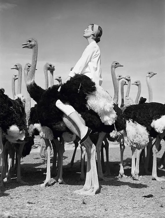 Wenda Parkinson And Ostriches, Fashion By Spectator Sports In South Africa, 1951
