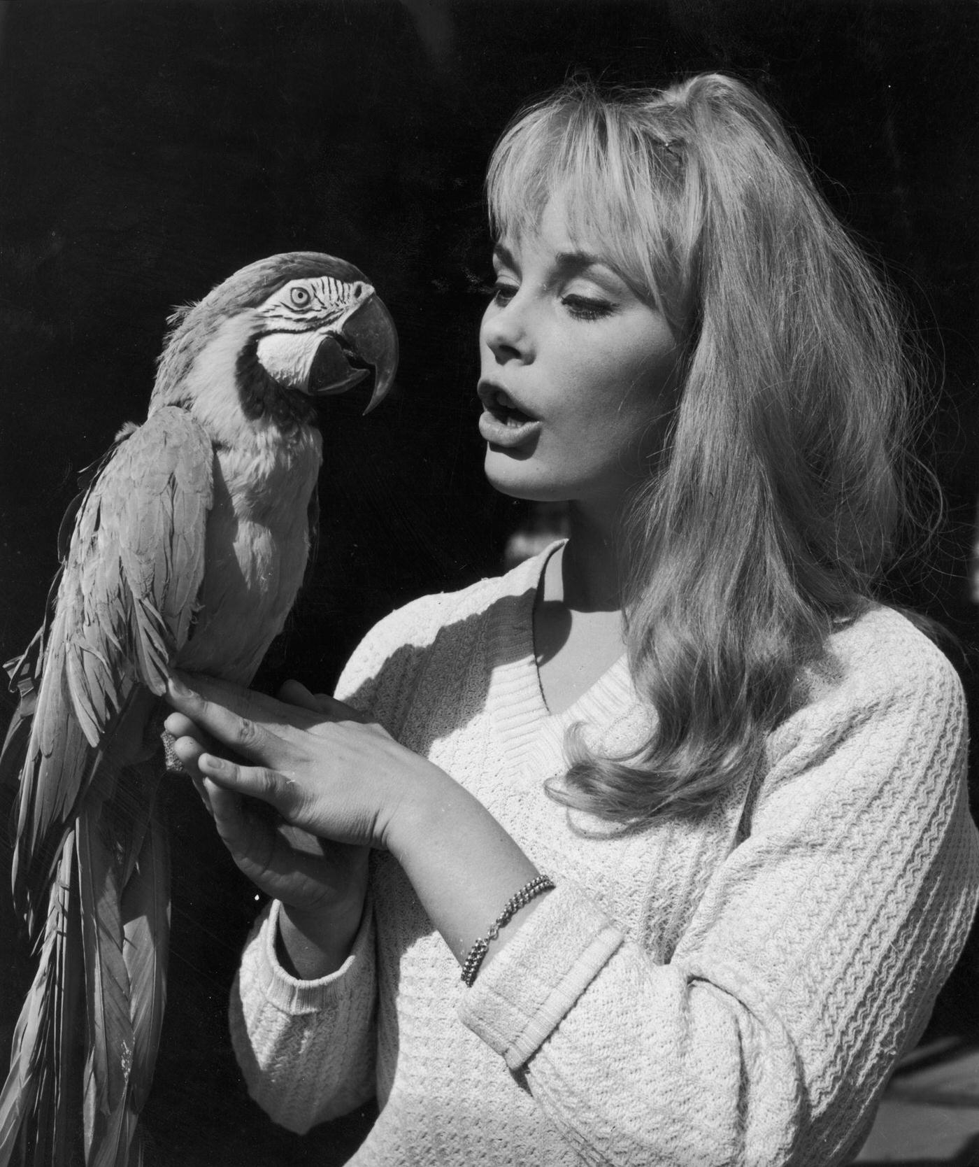 Elke Sommer With A Macaw On Her Hand In Elstree, England, 1960.