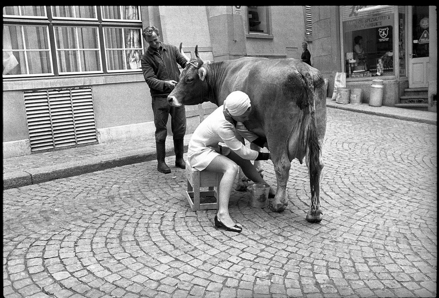 Elke Sommer Milking A Cow In 1969.