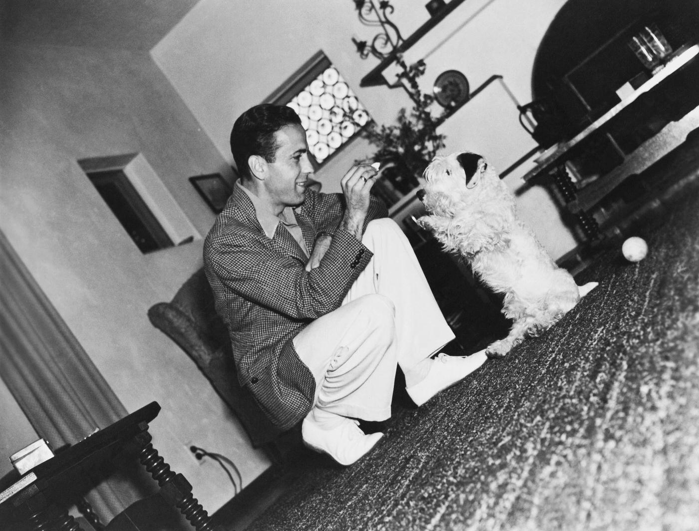 Humphrey Bogart Playing With His Dog