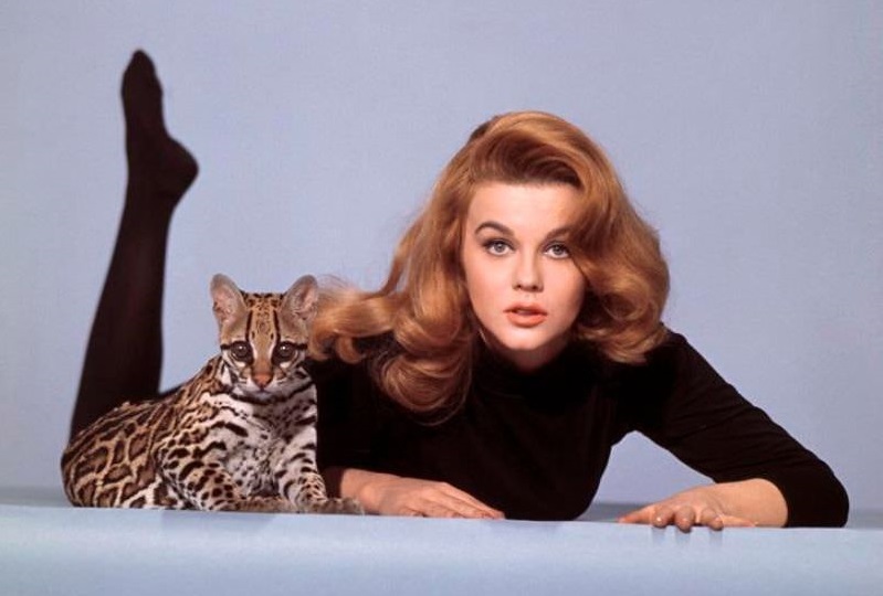 Kitten With A Whip 1964