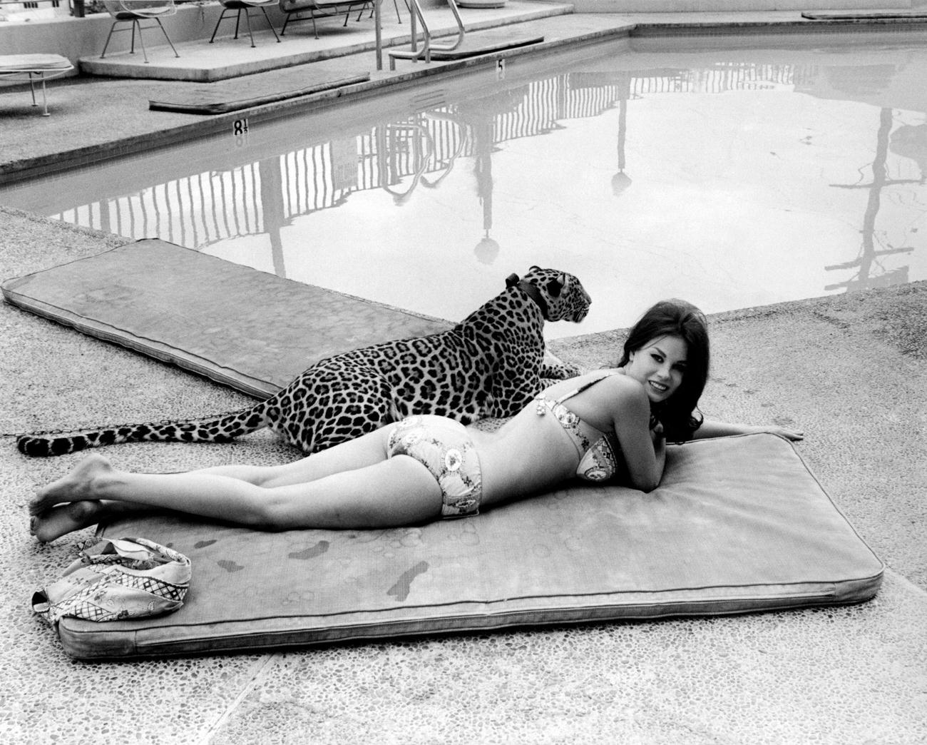 Lana Wood Lying In Bikini By The Swimming Pool Beside A Leopard, 1966.