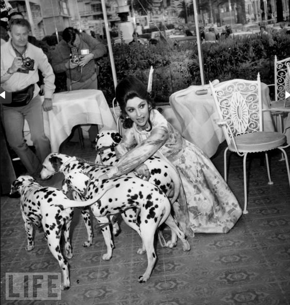 Gina Lollobrigida Arrives In A Dress With Her Three Dogs At Cannes To Promote &Amp;Quot;King, Queen, Knave&Amp;Quot;, 1972.