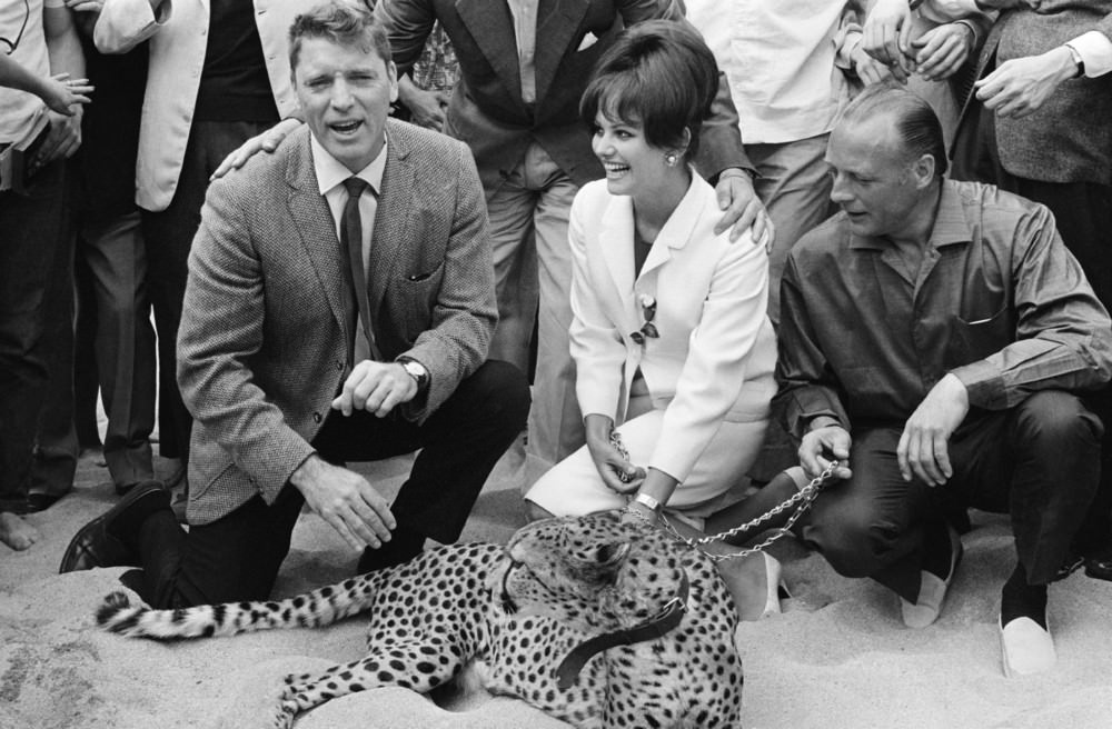 Actors Burt Lancaster And Claudia Cardinale With A Real Leopard In The Croisette For The Presentation Of “The Leopard” At The Cannes Film Festival, 1963.