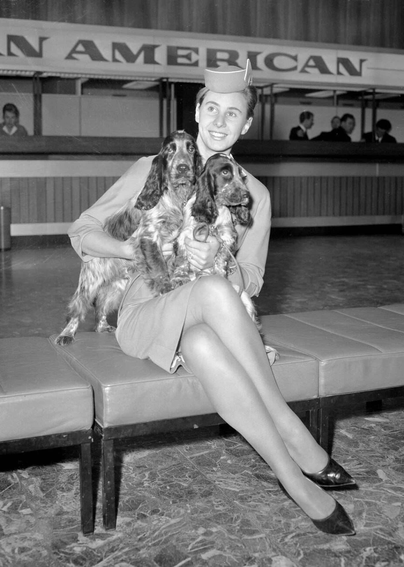 Pam Edwards Of Pan American Airways With Two English Cocker Spaniels Before They Left Heathrow Airport For A New Life In New York, 1963.