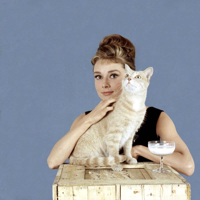 Audrey Hepburn And A Cat In A Publicity Photo For Breakfast At Tiffany'S, 1961