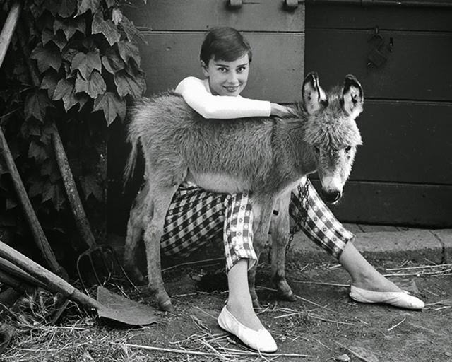 Audrey Hepburn Posing With A Donkey In The Countryside, 1955