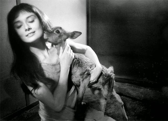 Audrey Hepburn With Her Pet Deer Ip.