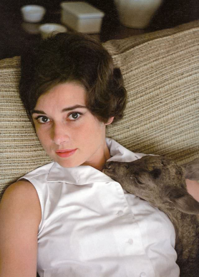 Audrey Hepburn And Her Pet Fawn Ip, 1958