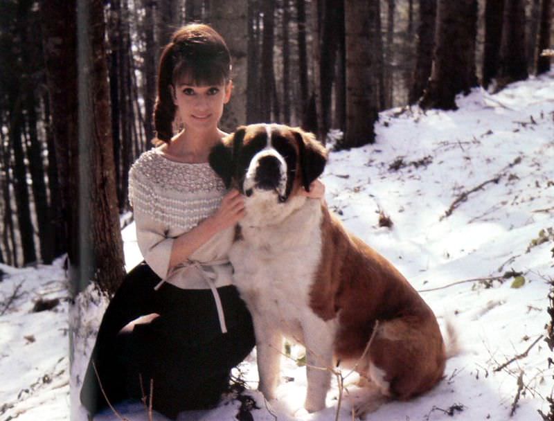 Audrey Hepburn And A St. Bernard, 1962