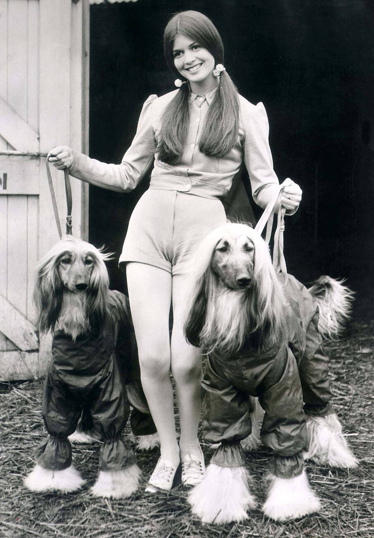 June Pickering Wearing Hotpant With Her Afghan Hounds, 1971
