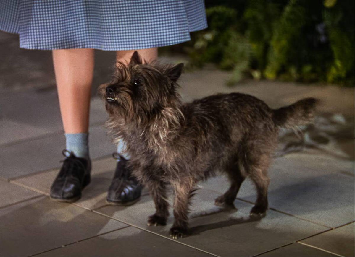 Judy Garland In A Scene From The Film, The Wizard Of Oz, 1939