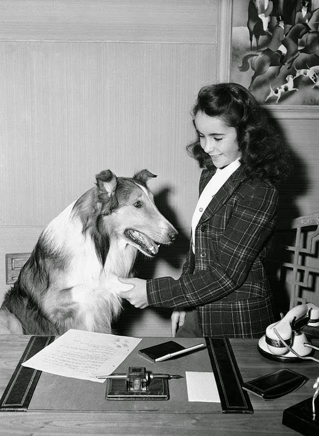 11- Year-Old Elizabeth Taylor Is Shown With Lassie Around The Time Of Her Performance In &Amp;Quot;Lassie Comes Home&Amp;Quot; In Los Angeles, 1943.