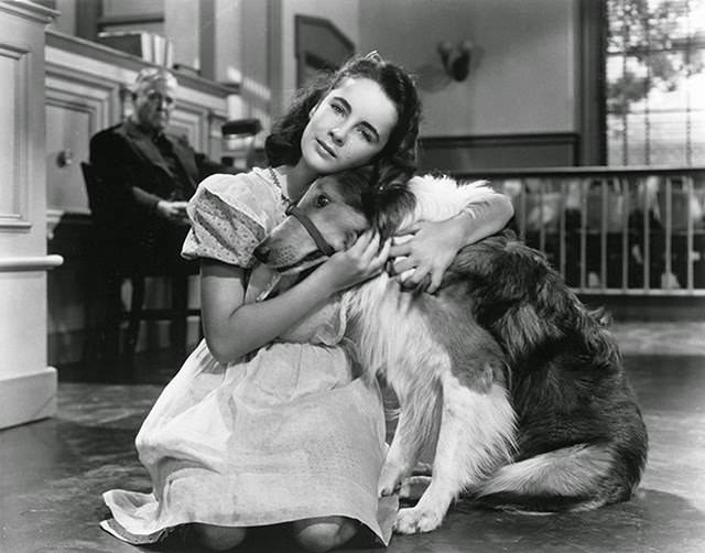 Elizabeth Taylor In &Amp;Quot;Lassie Come Home,&Amp;Quot; 1943.