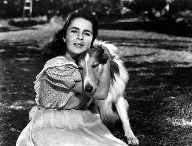 Taylor Played Opposite Another Four-Legged Friend In &Amp;Quot;Courage Of Lassie&Amp;Quot;.